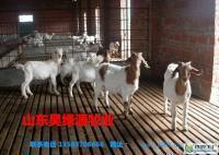 供应肉羊专业养殖合作社,肉羊种羊价格,肉羊效益如何_农副产品_世界工厂网中国产品信息库